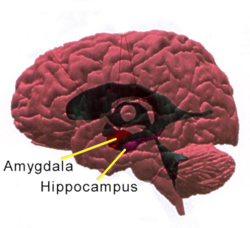 Image:Amygdala hippocampus lateral large.jpg