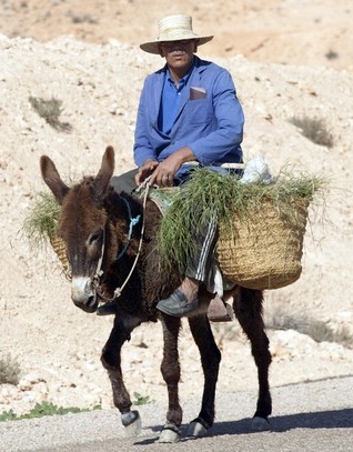 Man-riding-donkey.jpg