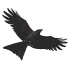 Image:Raven.gif