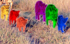 Image:Pride-lions.jpg